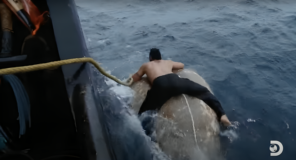 Deckhand Freddy Mautagai straddles a dead walrus shirtless on Deadliest Catch